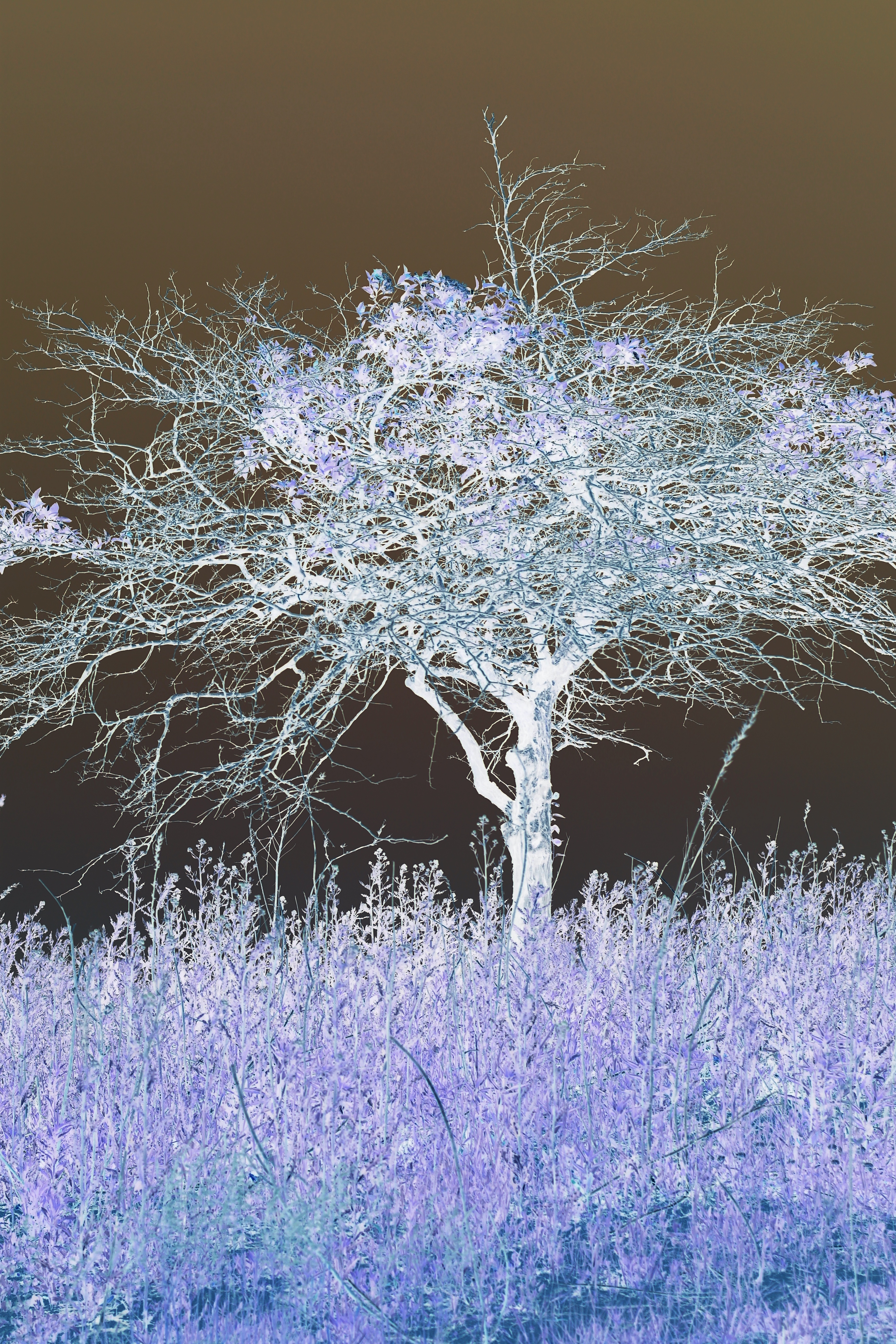 Color-inverted photograph of a tree: dark brown sky, ghostly white branches, a field of lavender grass below